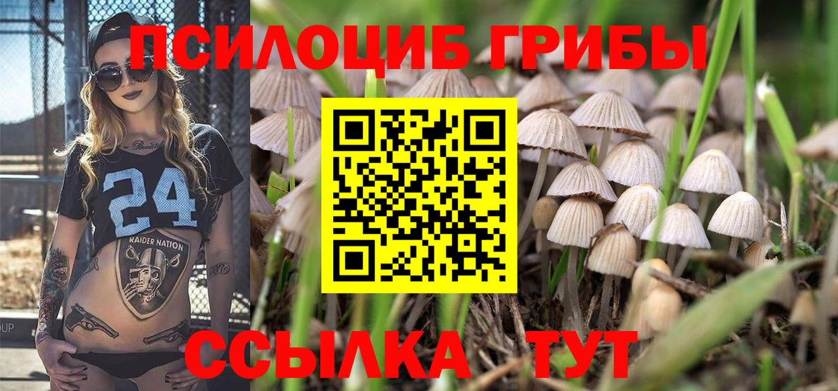 Галлюциногенные грибы Psilocybe Кубинка